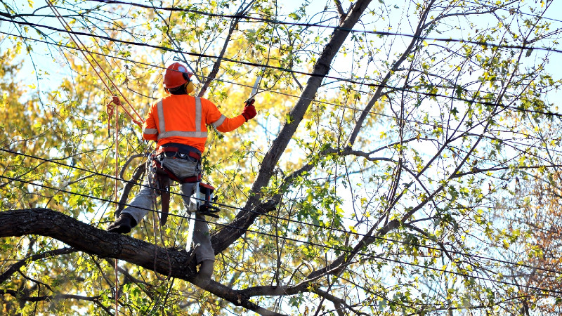 Man in high vis and tie-ins trims branches near electric lines