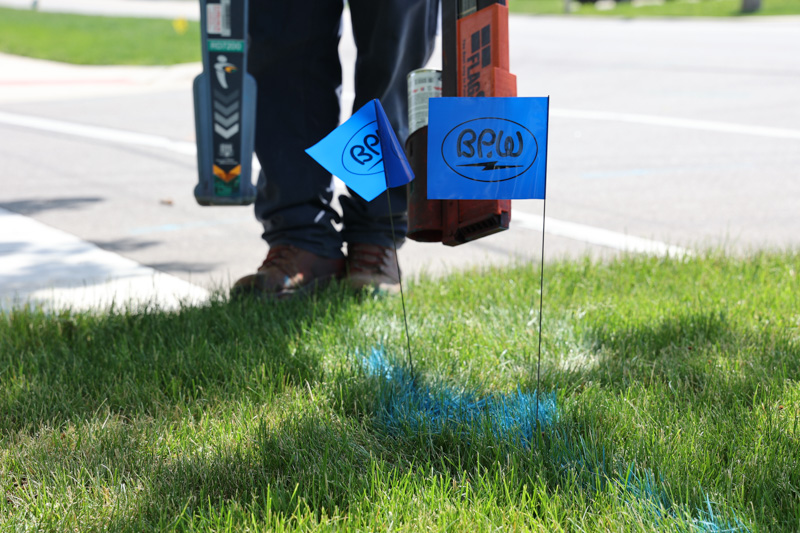 BPW blue flag in lawn