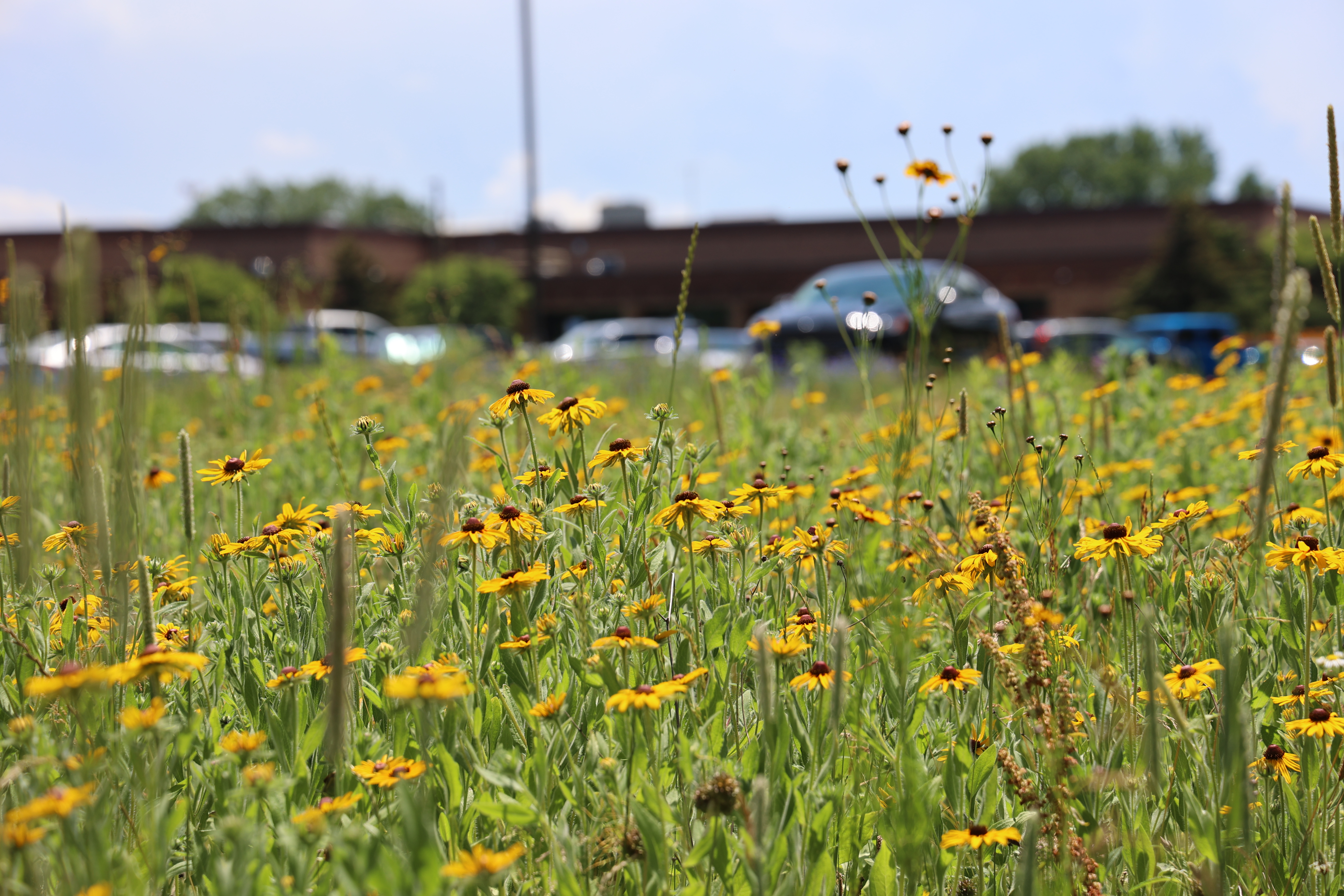 Energy-Saving Trees Event and Native Plant Sale