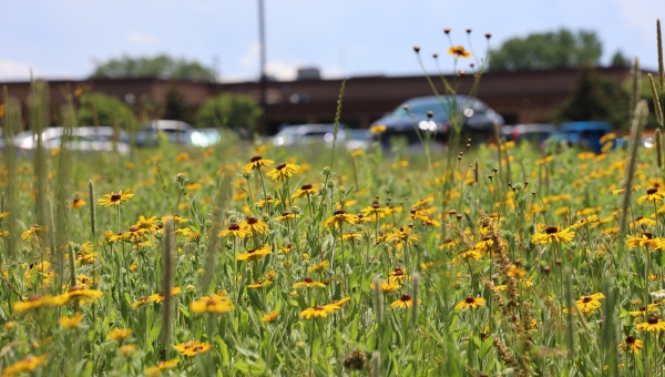 Field of flowers