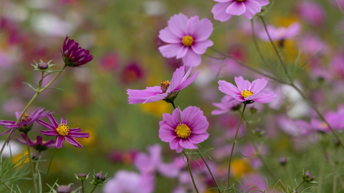 close up of pink cosmos